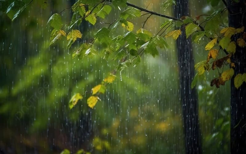 Close-up view of green and yellow leaves under gentle rainfall in a lush forest, capturing the calm atmosphere of a rainy day in Thailand.