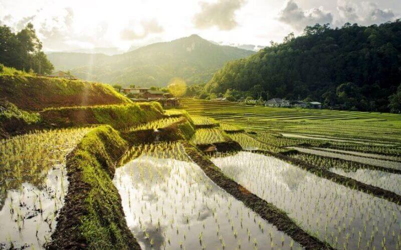Rice Fields in Mae Klang Luang