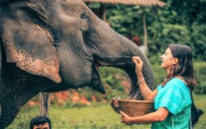 Spend the day with rescued elephants in the mountains of Chiang Mai