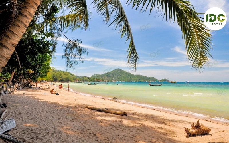 Palm fronds framing the sandy shoreline and longtail boats at Sairee Beach on Koh Tao, Thailand.