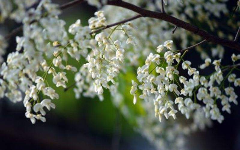 Clusters of delicate white sua flowers blooming on tree branches, creating a soft spring atmosphere in northern Vietnam.
