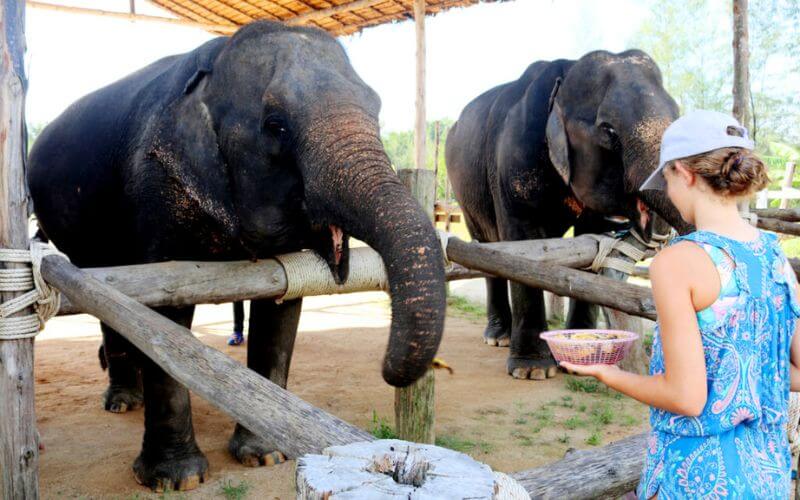 Seaside Retreat Elephant Camp
