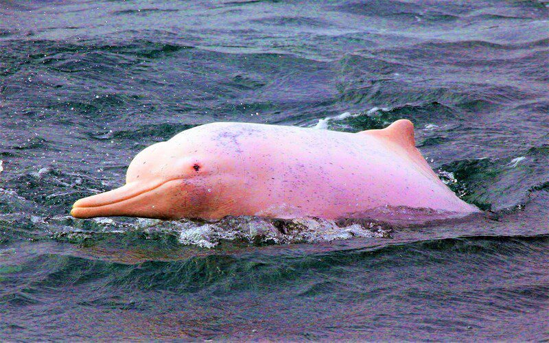 See pink dolphins in the wild