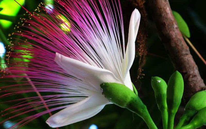 Sea poison tree flower (hoa bang vuong) with long pink and white stamens blooming at night.