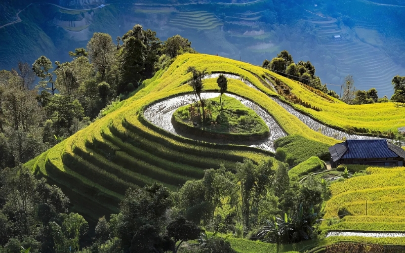 Golden layers of rice cascade down the hillsides of Hoang Su Phi, glow golden under the soft afternoon sun