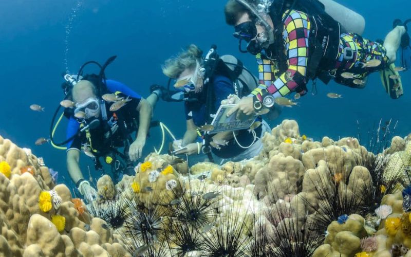 Divers exploring coral reels and marine life underwater in a scuba diving course
