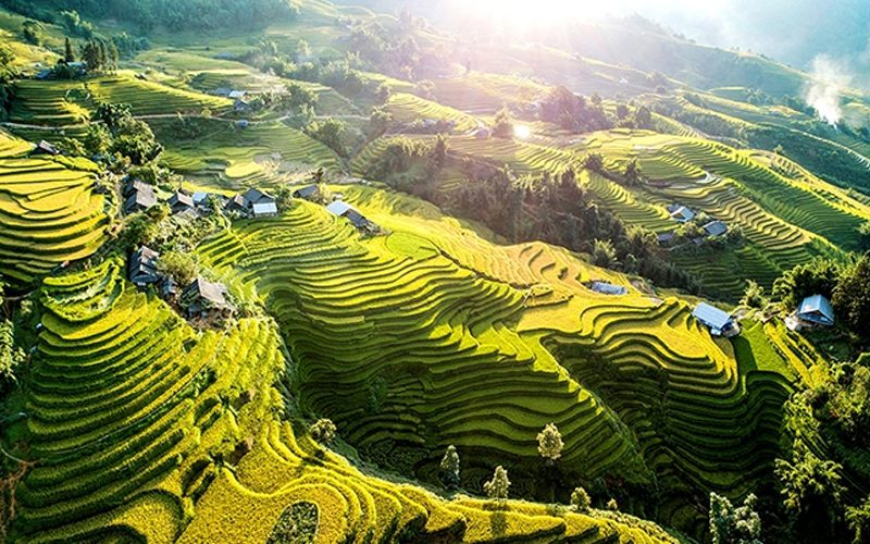 Rice terrace fields in Sapa