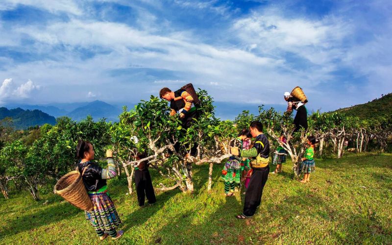 Suoi Giang Tea Forrest