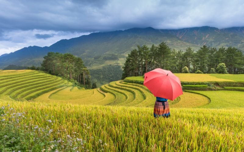 A traveler holding a red umbrella standing in golden rice terraces of Sapa, Northern Vietnam, in September, with mountains and cloudy skies in the background