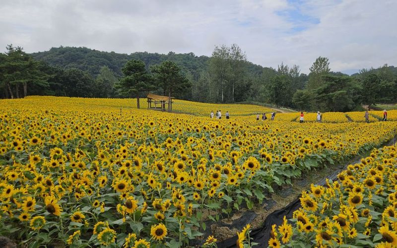 Large sunflower field in bloom with bright yellow flowers and visitors walking along paths.