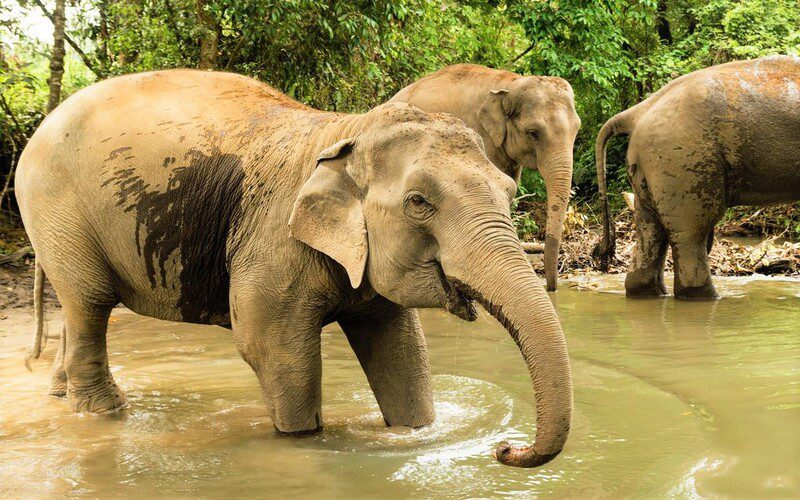 Spend a memorable day with rescued elephants near Chiang Mai