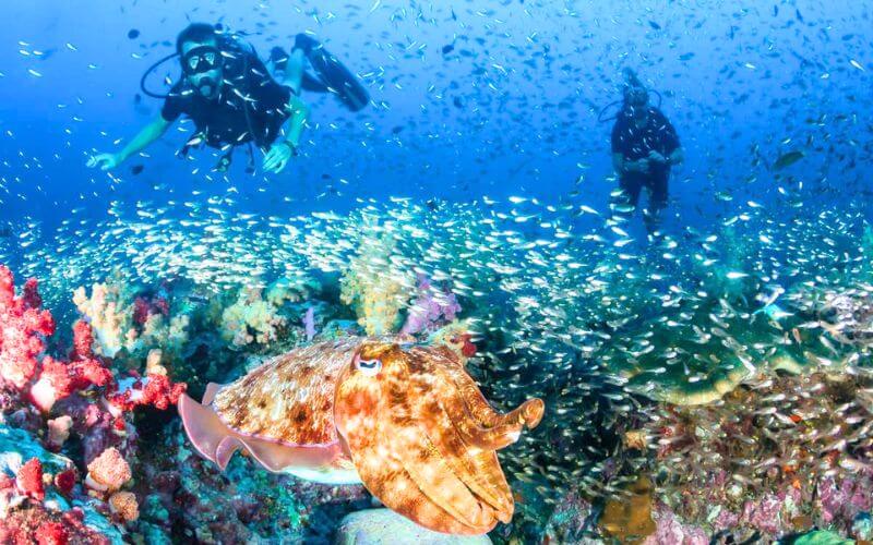 Similan Islands Snorkeling