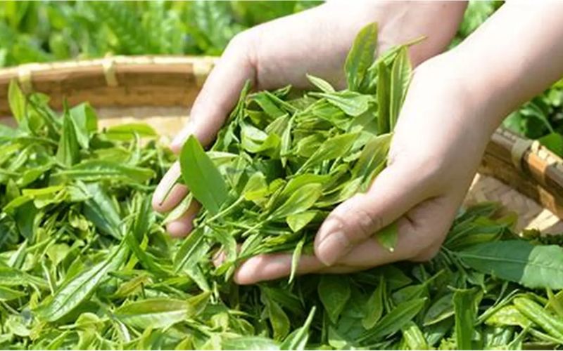 Shan Tuyet tea