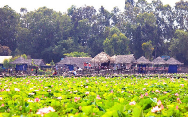 A vibrant lotus lake in Dong Thap with pink blossoms covering the water, traditional thatched huts and stilt houses along the bank, and tall trees in the background.