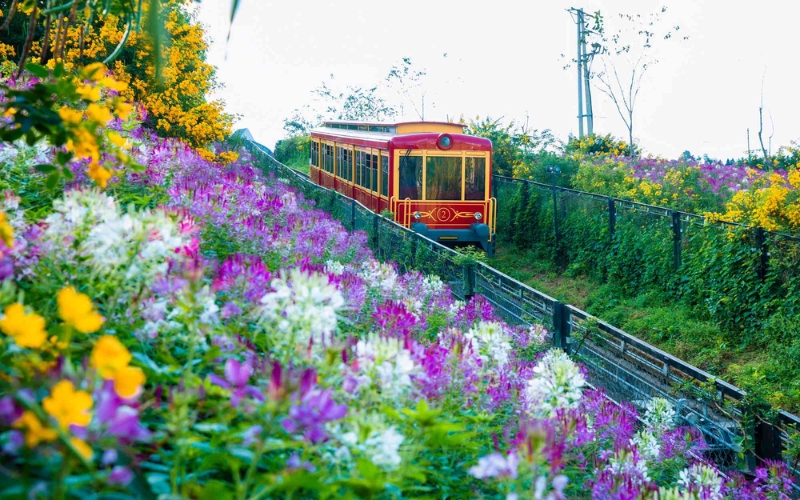 Muong Hoa mountain train passing through a vibrant landscape of blooming yellow and purple flowers, offering scenic views of the Sapa valley.