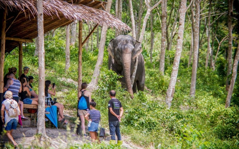 Group of visitors watching elephants roam at Phuket Elephant Sanctuary, an ethical tourism site in southern Thailand.