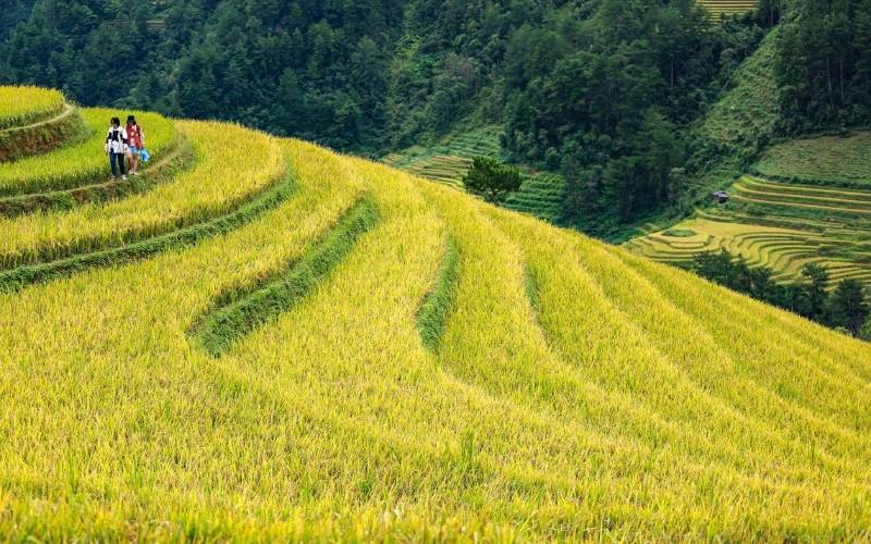 2 kids walk along the golden terraced rice fields of Hà Giang, Vietnam, surrounded by lush green mountains.