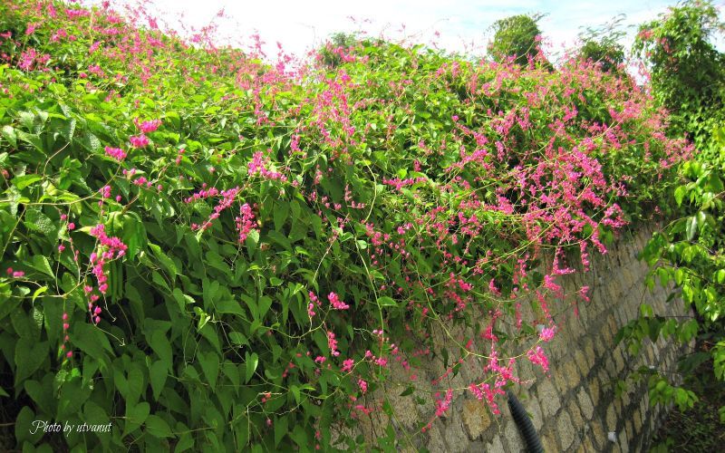 Pink coral vine (tigon flower) climbing over a stone wall with dense green leaves and small heart-shaped blossoms.