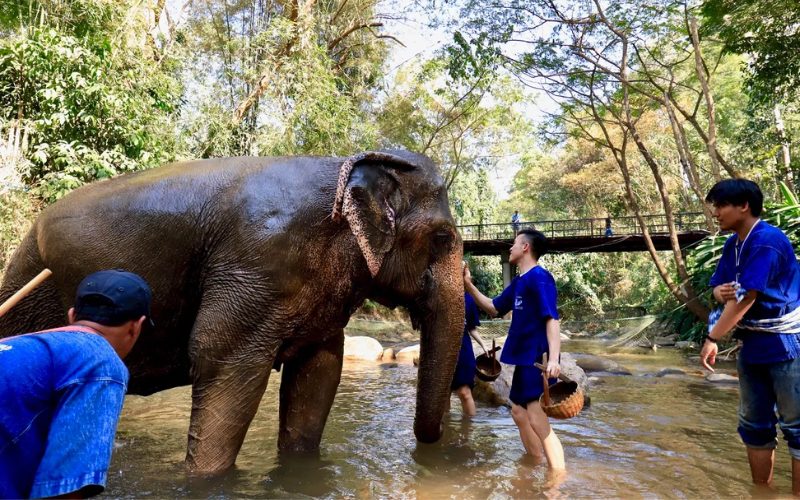 Thai Elephant Care Center