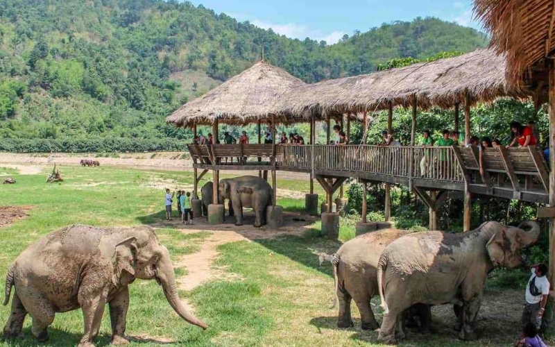 Tourists standing at a safe distance while observing elephants at Elephant Nature Park in Chiang Mai, Thailand.