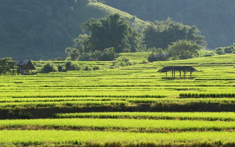 The Rice Paddies near Thaton Village