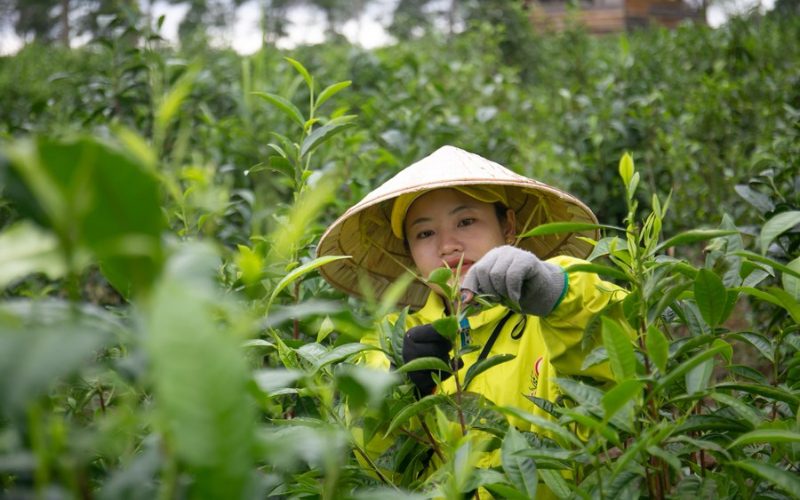 Tea harvesting in Ban Komaen, Laos