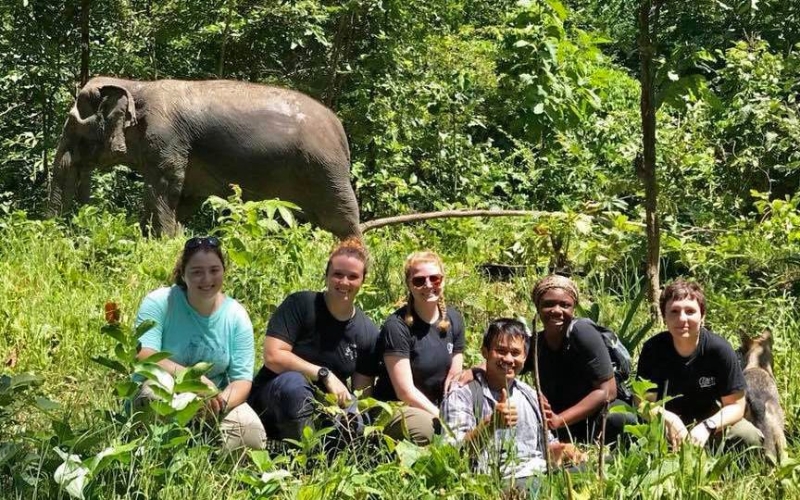 Small group of volunteers taking pictures with elephants at BEES Elephant Sanctuary in Chiang Mai, guided by local caretakers.