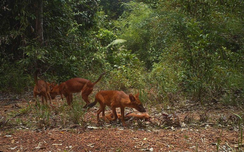 Wild animals at Botum Sakor National Park