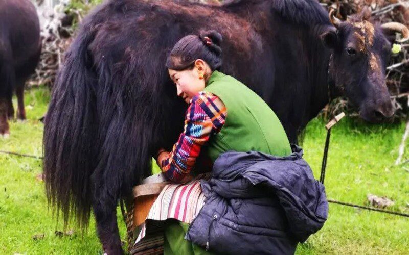 Working with Tibetan Nomads