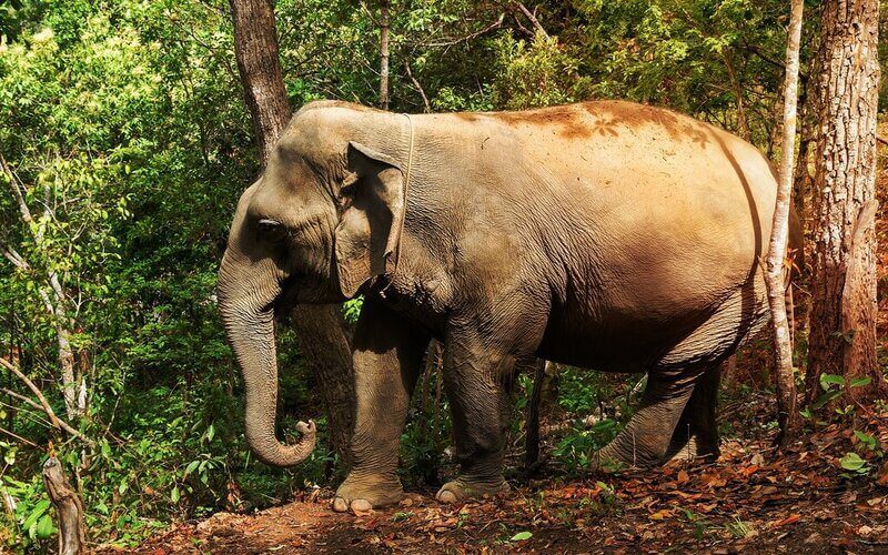 Wild Elephant in Their Natural Habitat