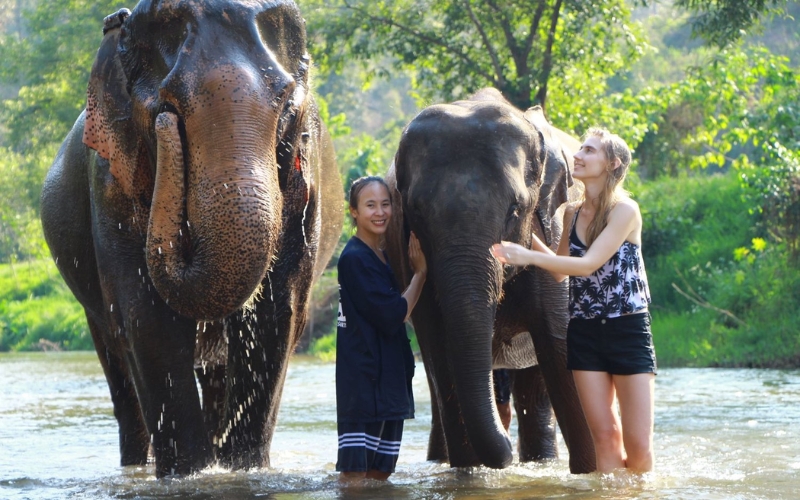 Close-up of an elephant’s gentle eyes during a no-riding experience in Chiang Mai.